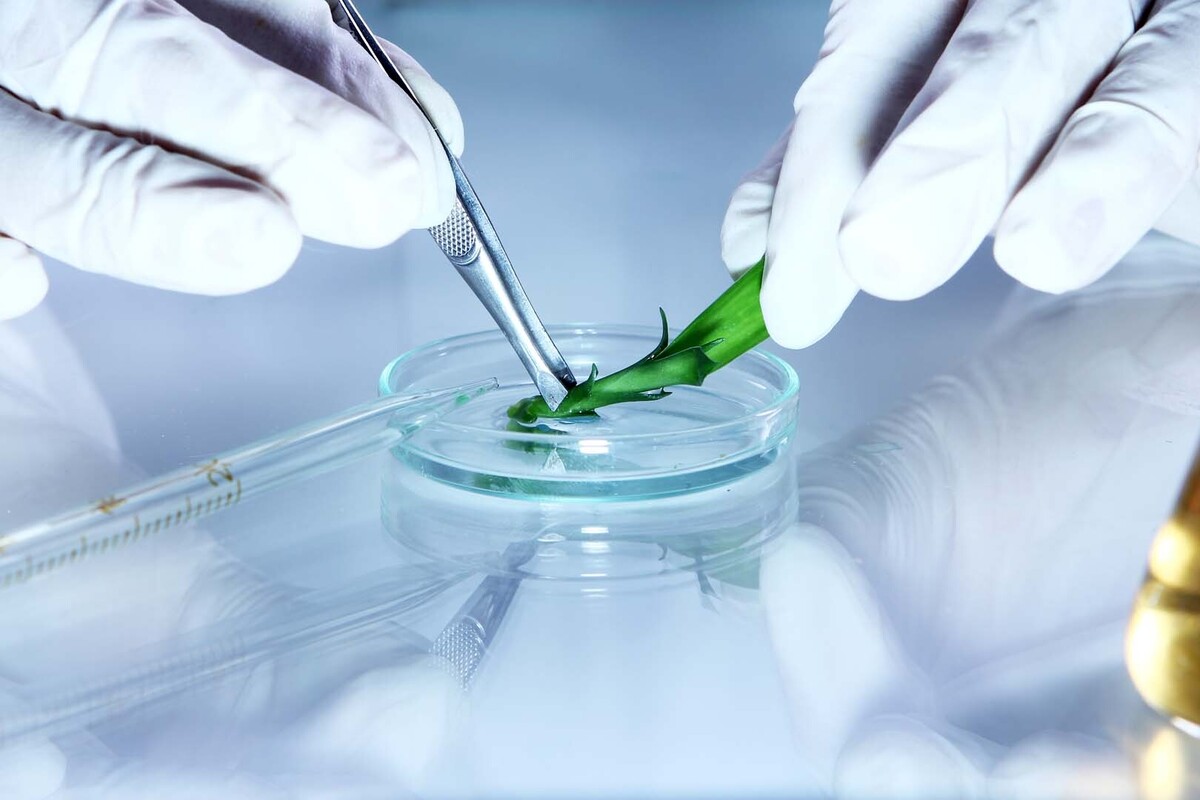 IRAN BIOTECH COMPANIES